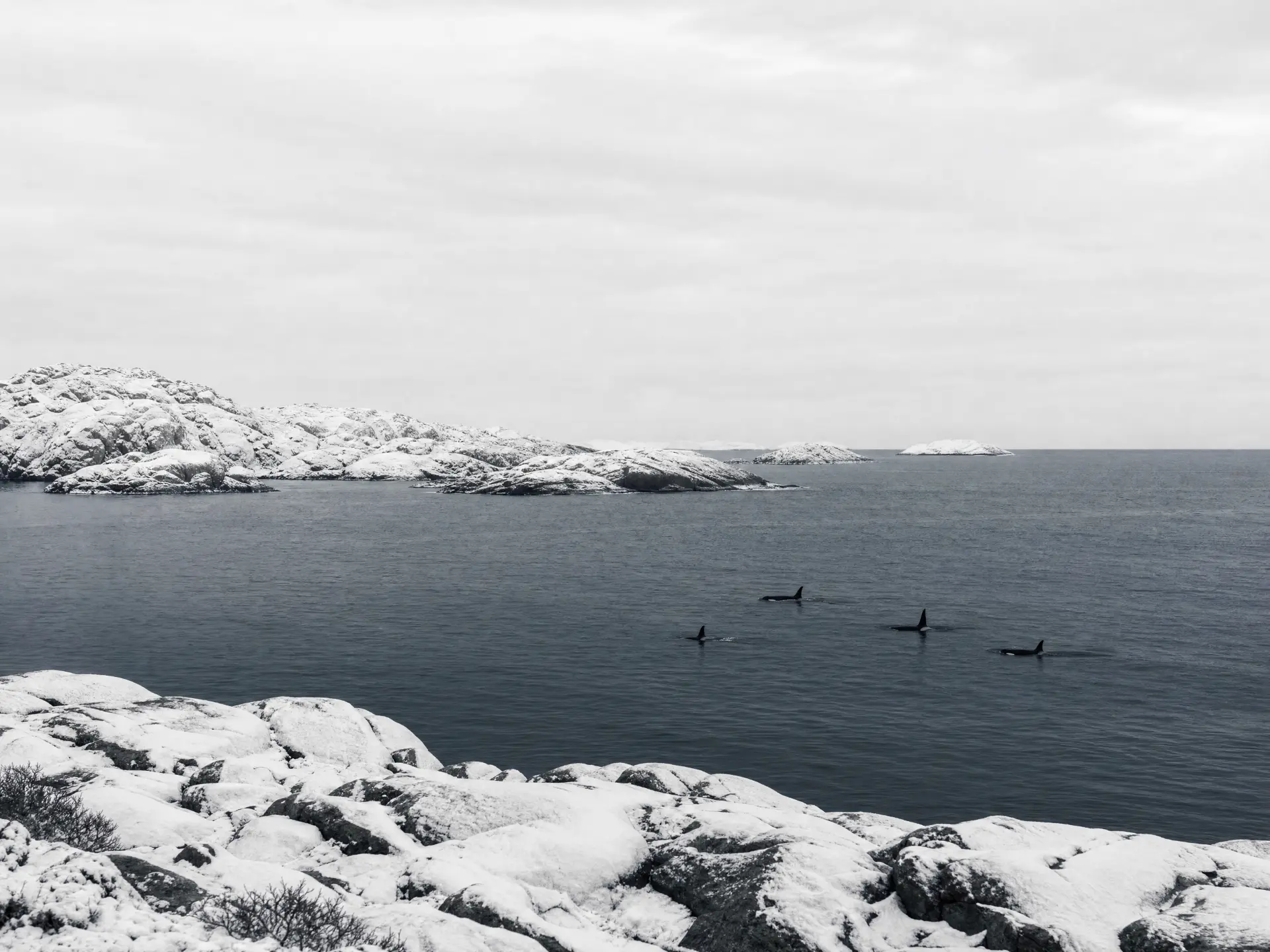 Orcas swimming past snow-covered rocks in the Swedish winter archipelago